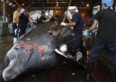 Japão anuncia que retomará caça comercial de baleias no ano que vem