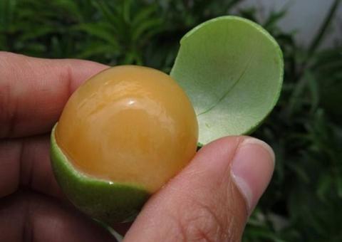 Super fruta alivia o estresse, cura insônia e combate o câncer