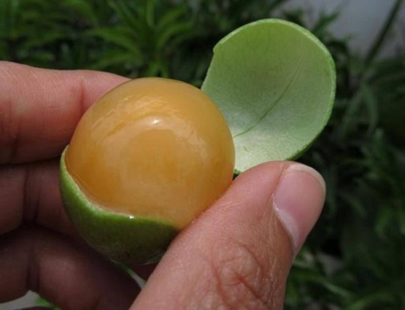 Super fruta alivia o estresse, cura insônia e combate o câncer