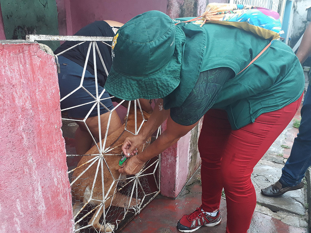 Mais de 79 mil animais são vacinados contra raiva em Manaus
