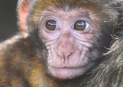 Mulher é condenada a 3 anos de prisão por 'assédio sexual' a macaco