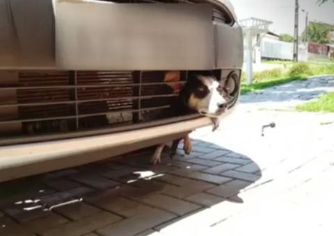 Cadela fica presa ao tentar se esconder de fogos e viaja mais 100 km em para-choque de carro