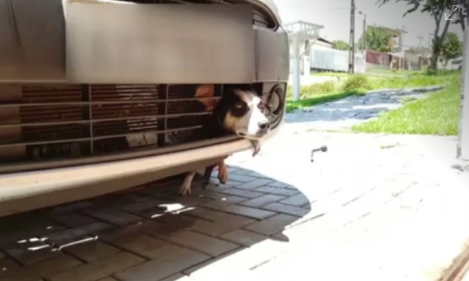 Cadela fica presa ao tentar se esconder de fogos e viaja mais 100 km em para-choque de carro