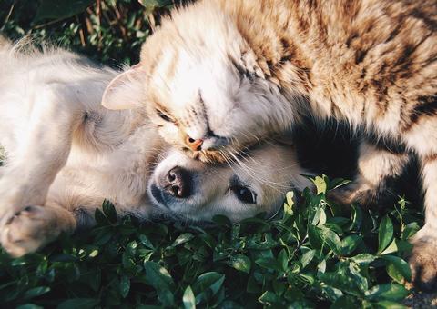 Evento promove adoção responsável de cães e gatos em shopping de Manaus