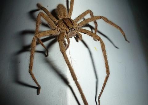 Vizinho chama polícia após ouvir ameaças de morte contra aranha