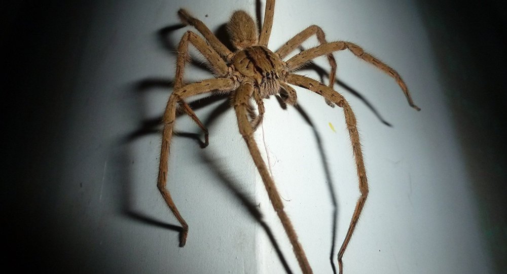 Vizinho chama polícia após ouvir ameaças de morte contra aranha