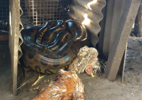 Sucuri invade galinheiro, mata aves e assusta moradores 