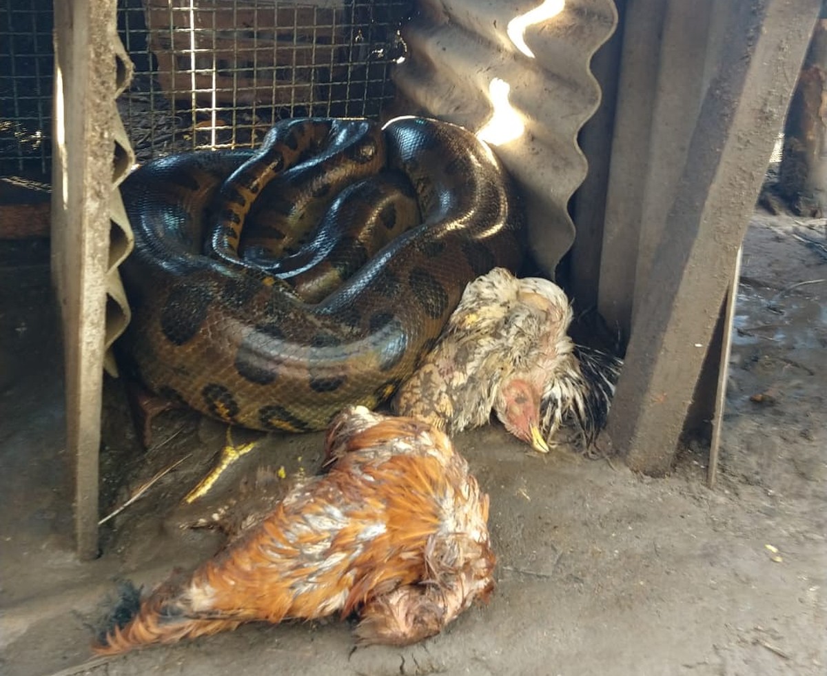Sucuri invade galinheiro, mata aves e assusta moradores 