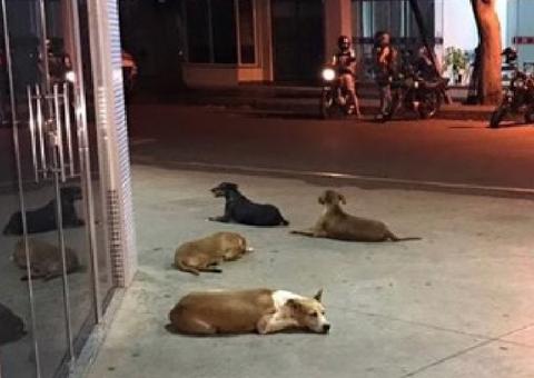 Cachorros aguardam por morador de rua que foi internado em hospital no Paraná