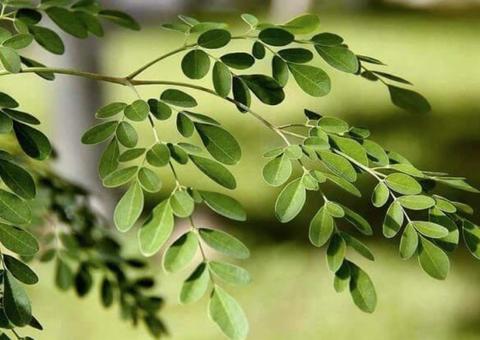 Conheça os benefícios milagrosos da Moringa