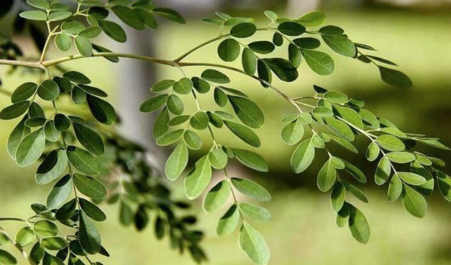 Conheça os benefícios milagrosos da Moringa
