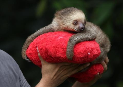 Mais de 600 animais silvestres foram resgatados no Amazonas em 2018 