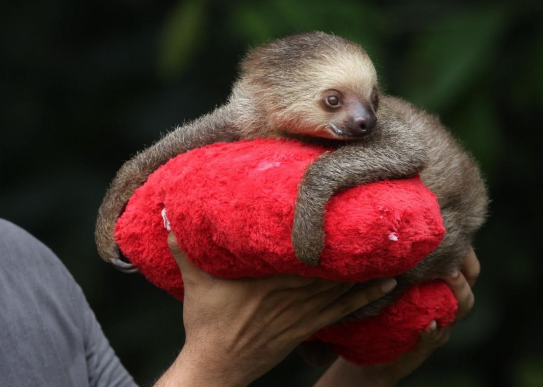 Mais de 600 animais silvestres foram resgatados no Amazonas em 2018 