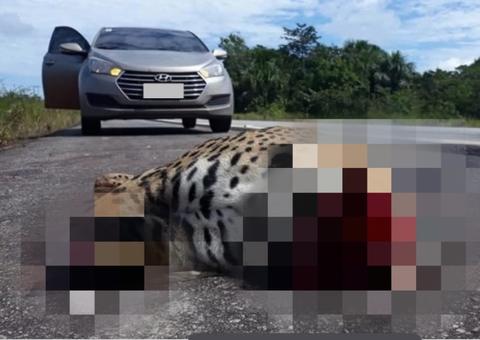 Onça-pintada é encontrada na BR-174 com cabeça decapitada e patas cortadas 
