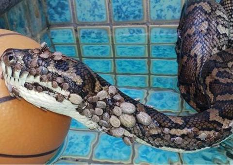 Cobra achada com 511 carrapatos passa por tratamento para anemia