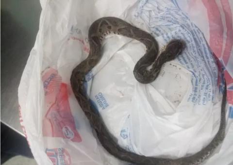 Mulher mata cobra a 'tamancadas' após ser picada pelo animal 