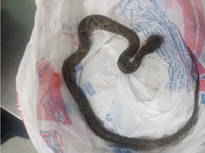Mulher mata cobra a 'tamancadas' após ser picada pelo animal 
