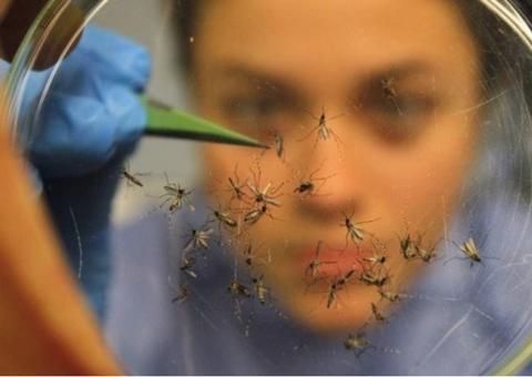FVS alerta para casos de dengue, chikungunya e zika em tempos de chuvas no Amazonas