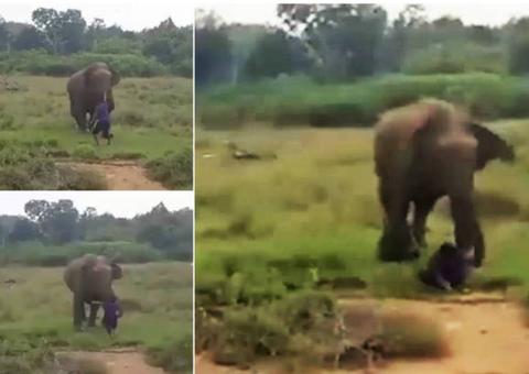 Homem é atacado por elefante após tentativa falha de hipnose