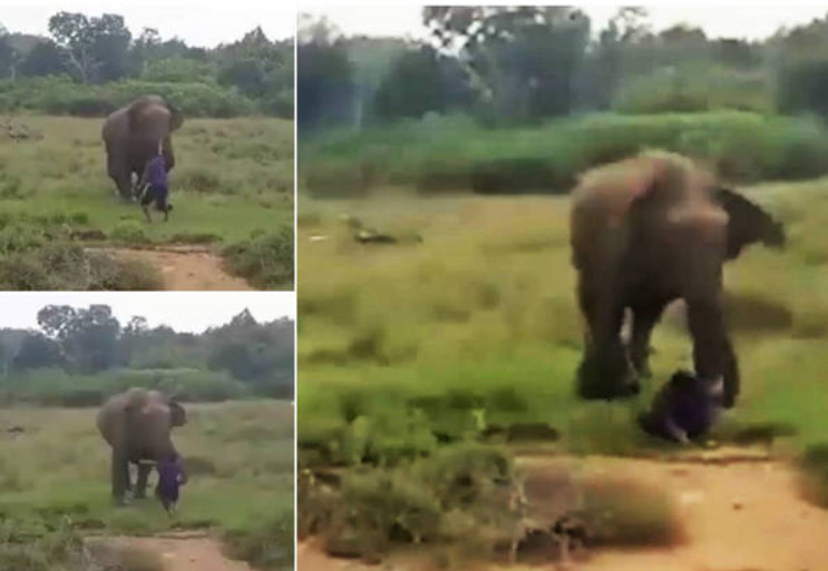 Homem é atacado por elefante após tentativa falha de hipnose