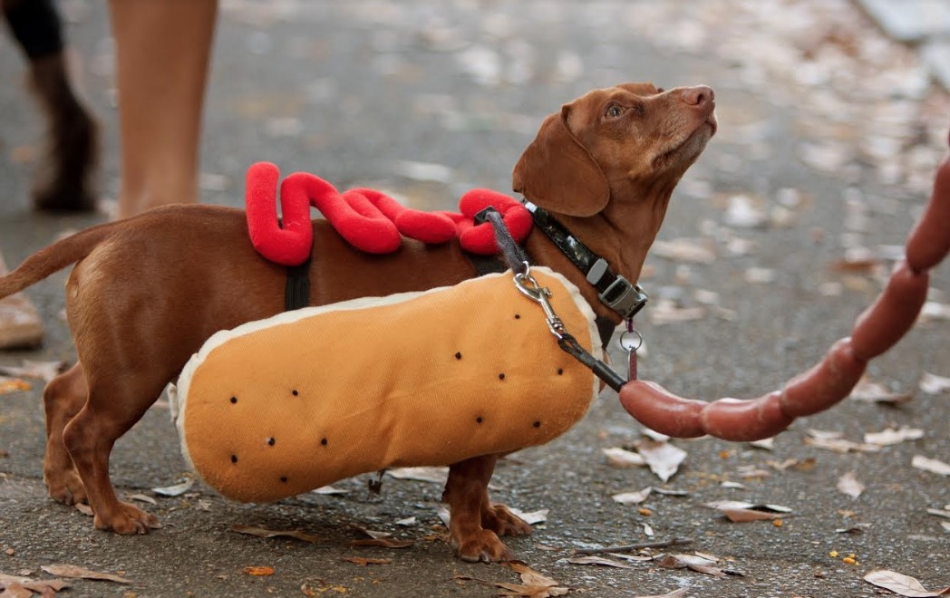 Bloquinho de carnaval para pets terá concurso de fantasia entre os bichinhos