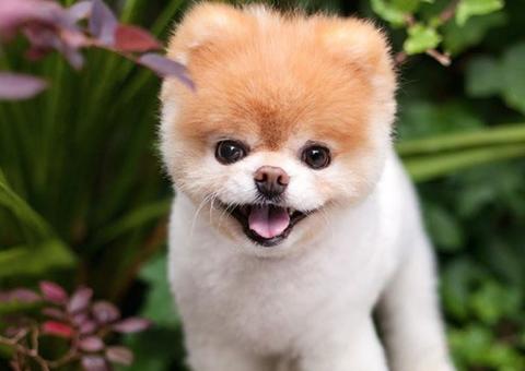 Cachorro com o título de ‘mais fofo do mundo’ morre aos 12 anos