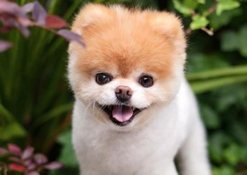 Morre Boo, o 'cãozinho' mais querido do mundo