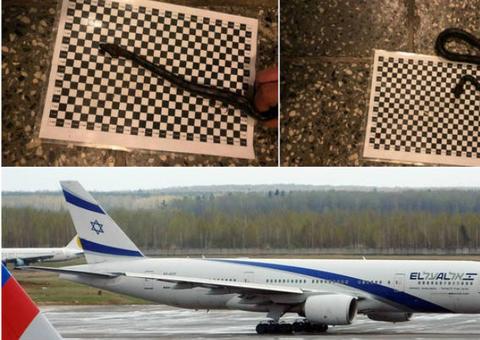 Homem enfia cobra na calça e tenta entrar em avião, mas se dá mal