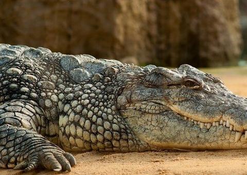 Cientista é devorada viva por crocodilo de 5 metros ao tentar alimentá-lo