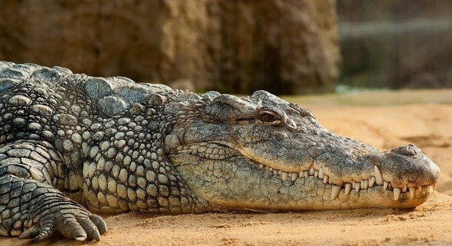 Cientista é devorada viva por crocodilo de 5 metros ao tentar alimentá-lo