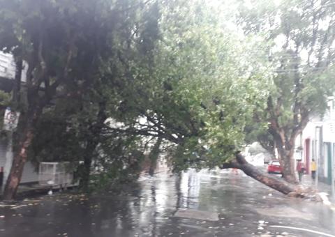 Árvore tomba durante chuva e deixa ruas dos centro de Manaus sem energia elétrica 