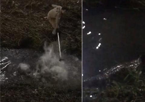 Jacaré é encontrado por populares em praça de Manaus; Vídeo