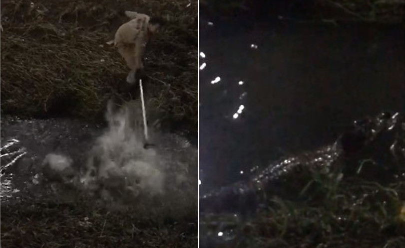 Jacaré é encontrado por populares em praça de Manaus; Vídeo