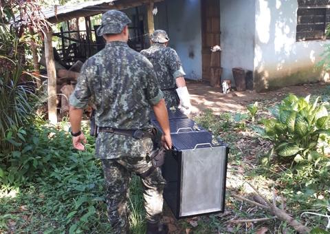 Idosa de 80 anos é detida por maus-tratos a mais de dez cães e gatos