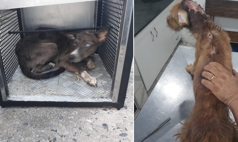 Idosa de 80 anos é detida por maus-tratos a mais de dez cães e gatos