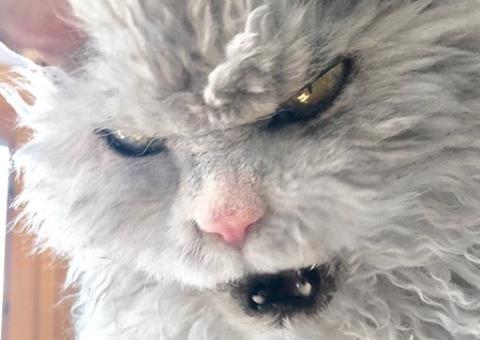 Expressão 'sinistra' de gato chama atenção e viraliza na internet; Veja