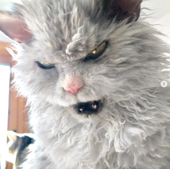 Expressão 'sinistra' de gato chama atenção e viraliza na internet; Veja