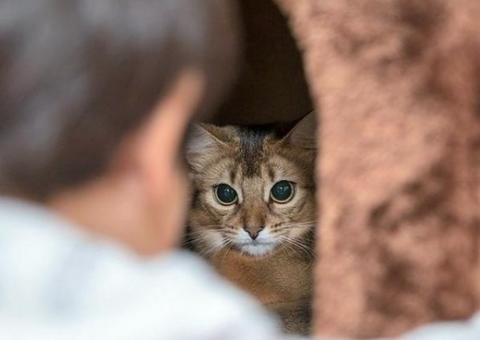 Em Manaus, homem que espancou gato até a morte vai responder pelo crime na Justiça 