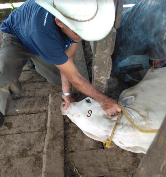 Amazonas intensifica controle contra brucelose em rebanhos 