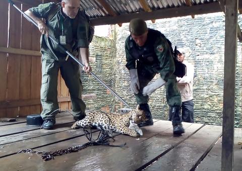 Ribeirinhos acionam polícia para resgatar onça-pintada no Amazonas