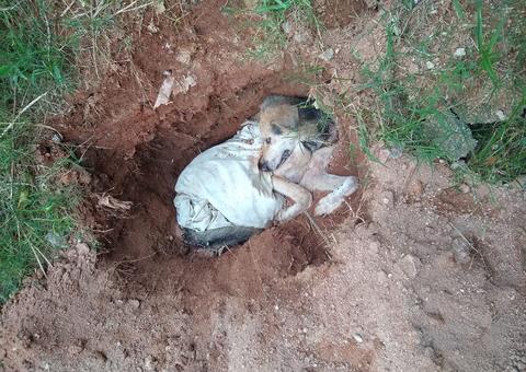 Idoso é preso ao ser flagrado enterrando 'Pastor Alemão' vivo no quintal de casa