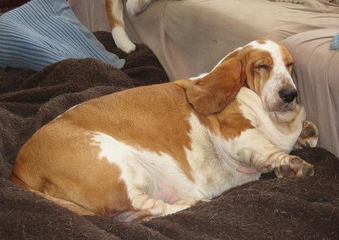 Especialista em nutrição animal reforça importância de oferecer alimentação saudável para os pets