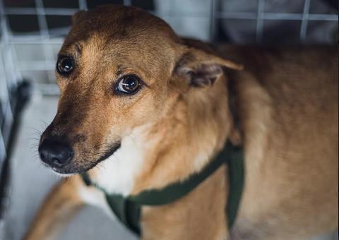 Evento para adoção de cães e gatos acontece neste sábado