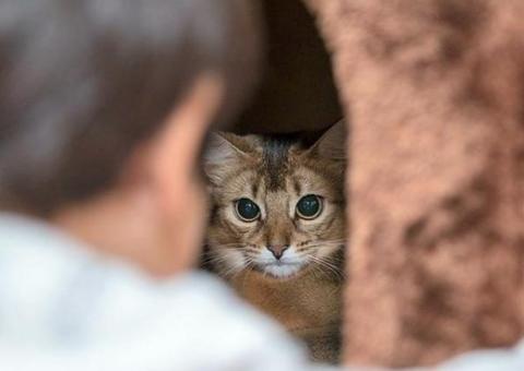 Maus-tratos a animais lideram os crimes registrados pela Dema em Manaus 