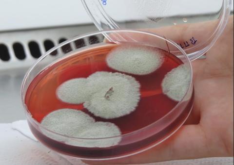 Fungos encontrados no rio Amazonas podem auxiliar no combate ao câncer