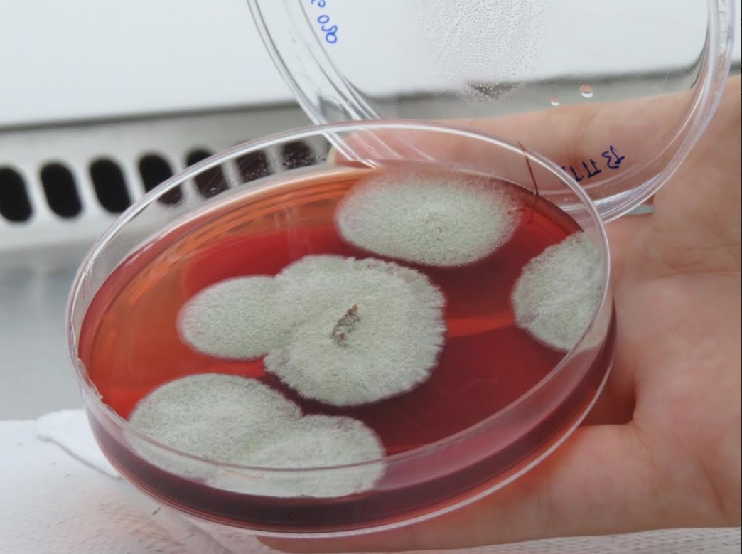 Fungos encontrados no rio Amazonas podem auxiliar no combate ao câncer