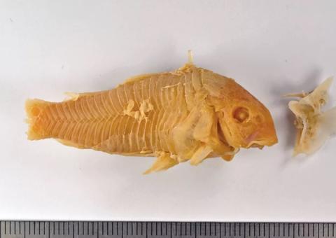 Homem bêbado engole peixe raro vivo e se dá mal