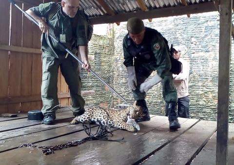 Mais de 300 animais silvestres foram resgatados ou apreendidos em 2018