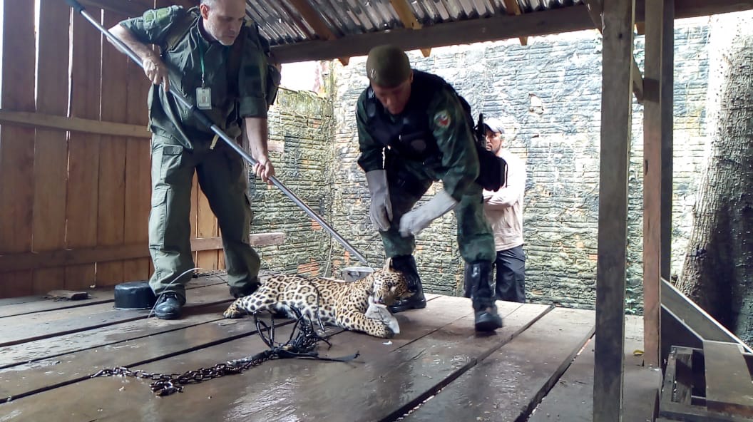 Polícia Ambiental resgata mais de 300 animais silvestres em 2018 