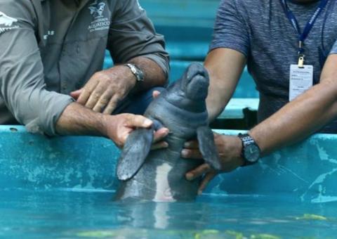 Encontrado com cordão umbilical, filhote de peixe-boi é resgatado e trazido a Manaus